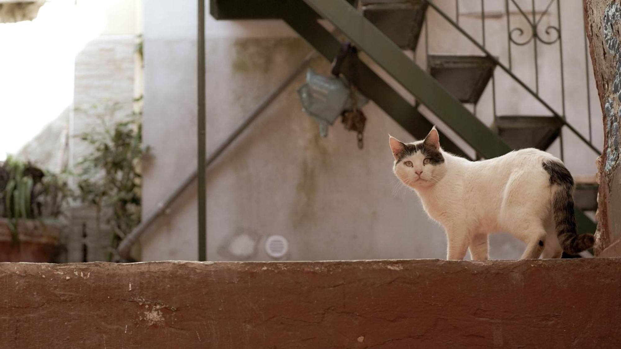切塔拉Casa Nel Borgo Dei Gatti公寓 外观 照片
